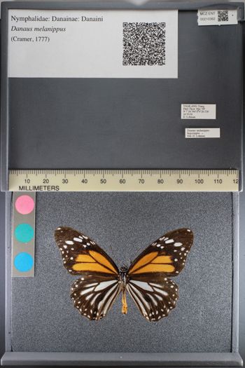 Media type: image;   Entomology 210362